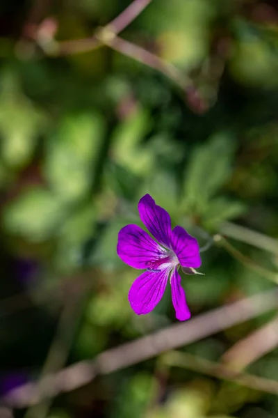 Géranium palustre fleur poussant dans la prairie, pousse en gros plan — Photo