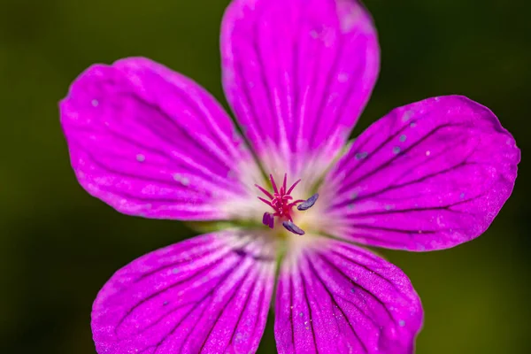 Geranium palustre kwiat na łące, zbliżenie strzelać — Zdjęcie stockowe