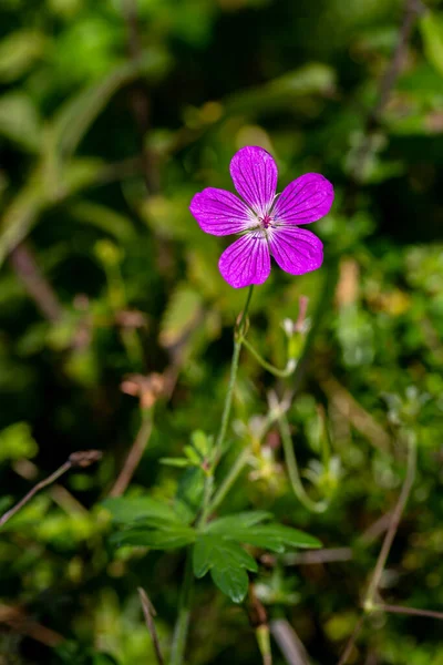 Geranium palustre flower growing in meadow, close up — Foto Stock