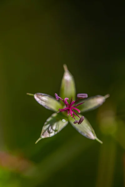 Geranium palustre flower in meadow — Foto Stock