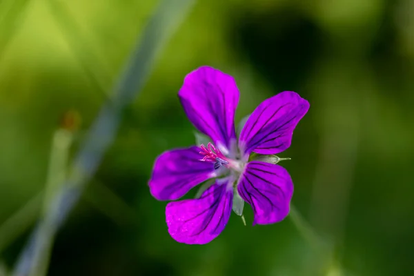 Geranium palustre bunga tumbuh di padang rumput — Stok Foto