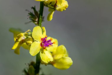 Çayırdaki Verbascum nigrum çiçeği, makro