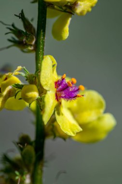 Verbascum nigrum çiçeği çayırda