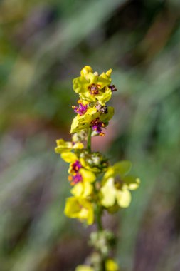 Verbascum nigrum çiçeği çayırda, yakın plan