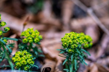 Meadow 'da büyüyen Euphorbia cyparissias çiçeği, yakın çekim