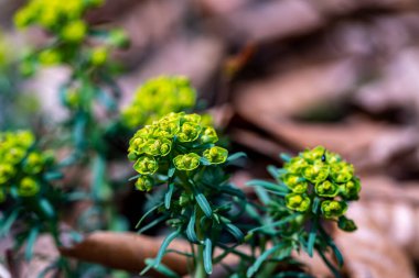 Meadow 'da büyüyen Euphorbia cyparissias çiçeği, yakın çekim 