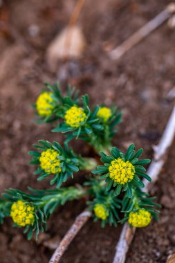 Meadow, makro Euphorbia cyparissias çiçeği