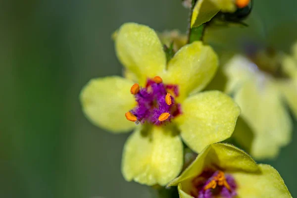 Verbascum Nigrum Flor Creciendo Prado —  Fotos de Stock