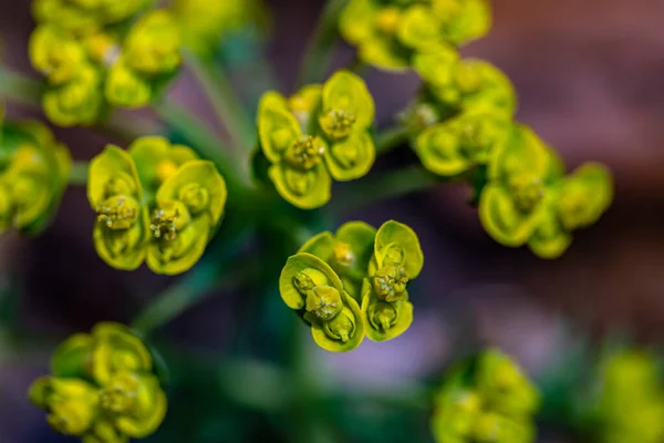 Euphorbia Cyparissias Blüht Auf Der Wiese Aus Nächster Nähe — Stockfoto