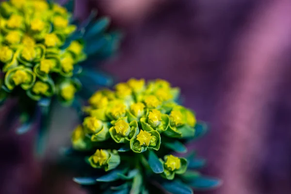 Euphorbia Cyparissias Blüht Auf Der Wiese — Stockfoto