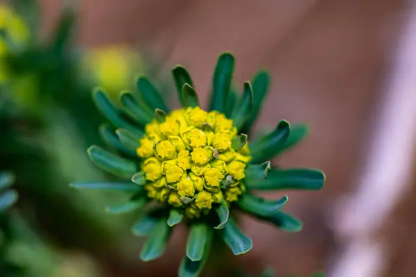 Euphorbia Cyparissias Blüht Auf Der Wiese — Stockfoto