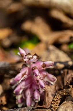 Dağlardaki Lathraea karesi çiçekleri, kapatın.