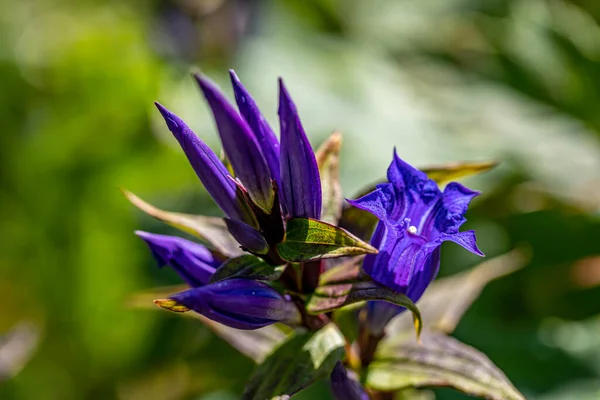 Квітка Асклепіади Росте Горах — стокове фото