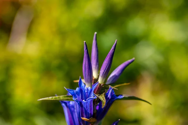 Gentiana Asclepiadea Flower Growing Mountains Close — Stock Photo, Image