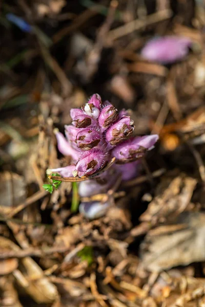 Lathraea Squamaria Flower Mountains Close Shoot — стоковое фото