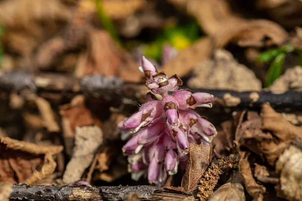 Dağlarda yetişen Lathraea Kare Çiçeği, yakınlaş.