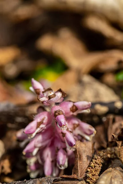 Dağlardaki Lathraea karesi çiçekleri, kapatın.