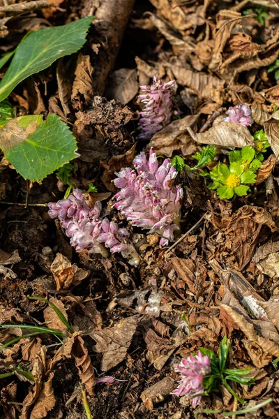 Lathraea Squamaria Flower Growing Mountains —  Fotos de Stock