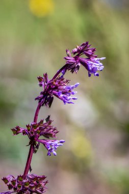 Çayırdaki Salvia verticillata çiçeği, yakın çekim