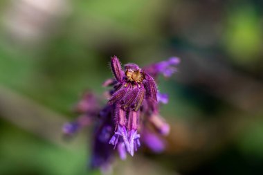 Çayırdaki Salvia verticillata çiçeği, yakın çekim