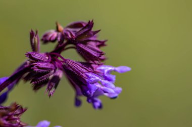 Çayırda büyüyen Salvia verticillata çiçeği