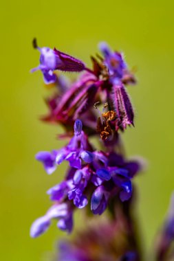 Çayırdaki Salvia köşe çiçekleri