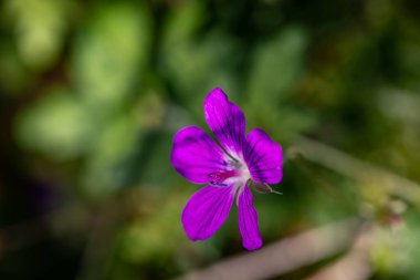 Çayırda sardunya çiçeği