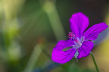 Çayırda sardunya çiçeği, yakın plan.