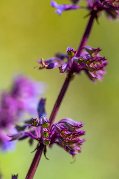 Salvia Verticillata Λουλούδι Που Αναπτύσσεται Στο Λιβάδι Κοντινό Πλάνο Πυροβολούν — Φωτογραφία Αρχείου