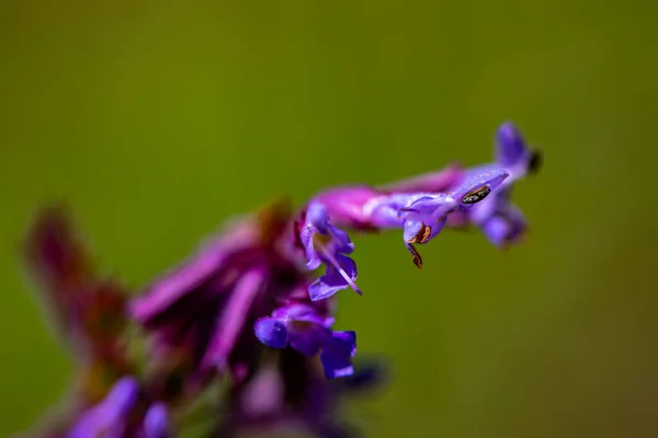 Çayırda Büyüyen Salvia Verticillata Çiçeği Yakın Çekim — Stok fotoğraf