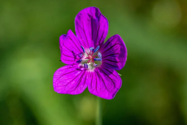 Geranium Palustre Flower Growing Meadow Macro — Stock Photo, Image