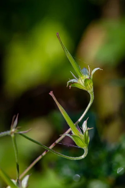草原で成長するゲラニウム ポーラストの花 — ストック写真