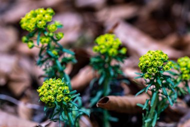 Meadow 'da büyüyen Euphorbia cyparissias çiçeği, yakın çekim