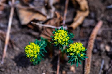 Meadow 'da büyüyen Euphorbia cyparissias çiçeği, yakın çekim