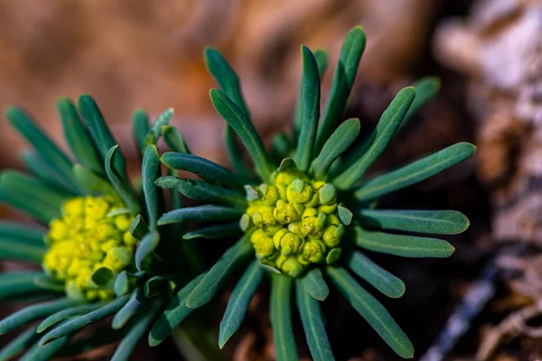 Euphorbia Cyparissias Virág Réten — Stock Fotó