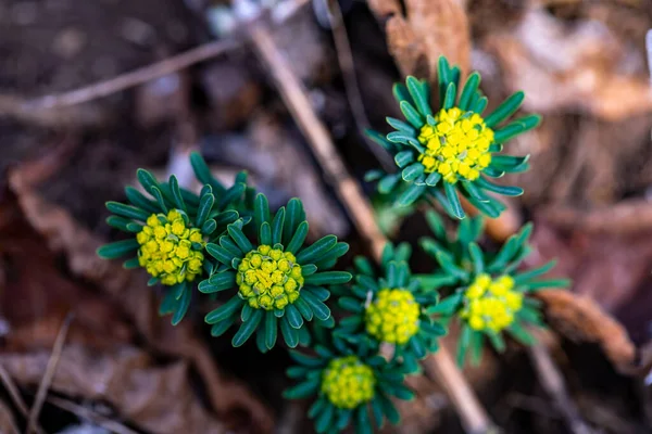 Euphorbia Cyparissias Virág Réten Közelről — Stock Fotó