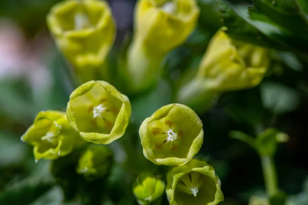 Symphytum Tuberosum Flower Meadow Close — Foto de Stock
