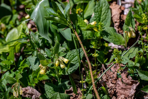 Symphytum Tuberosum Flower Growing Meadow — стоковое фото