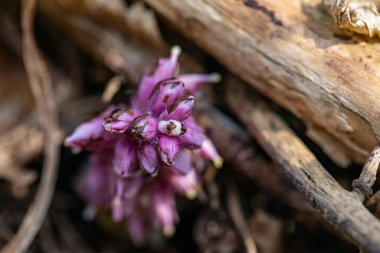 Dağlarda yetişen Lathraea karesi çiçeği, makro