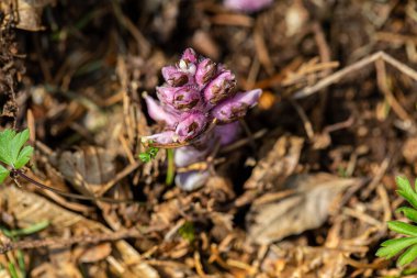 Dağlarda Lathraea karesi çiçeği