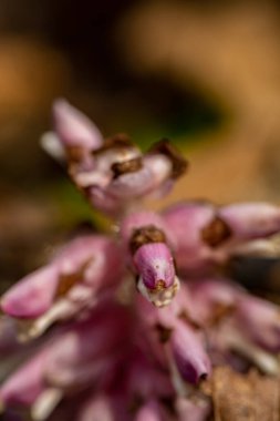 Dağlardaki Lathraea karesi çiçekleri, kapatın.