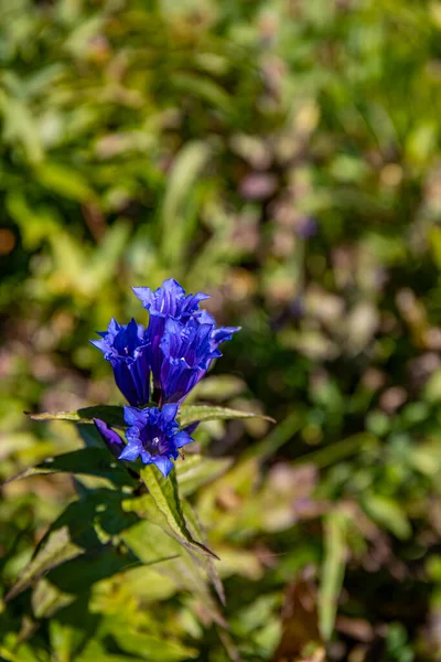 Gentiana Asclepiadea Blume Den Bergen Nahaufnahme — Stockfoto