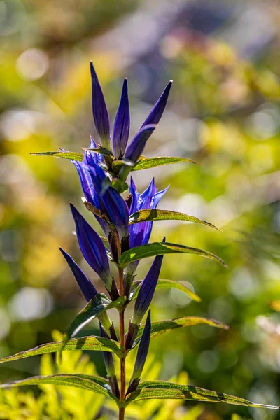 Gentiana Asclepiadea Flor Crescendo Nas Montanhas Close — Fotografia de Stock