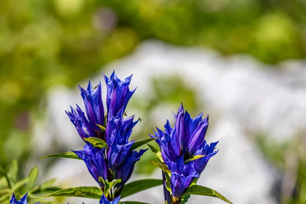 Gentiana Asclepiadea Çiçeği Dağlarda Yakın Çekim — Stok fotoğraf