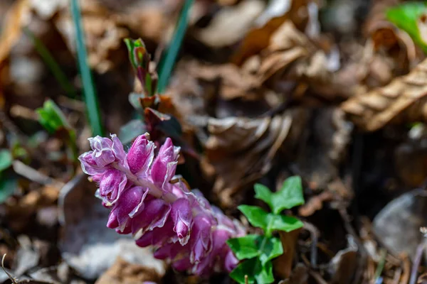 Lathraea Squamaria Flower Mountains Close Shoot — 스톡 사진