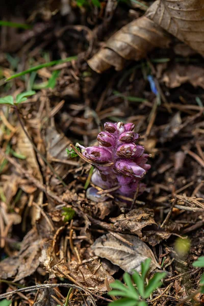 Lathraea Squamaria Flower Growing Mountains Close Shoot — Stock fotografie