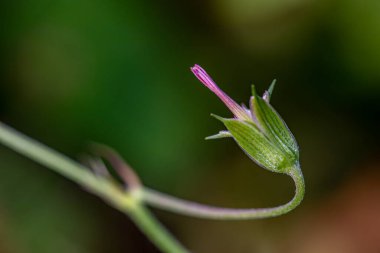 Çayırda sardunya çiçeği