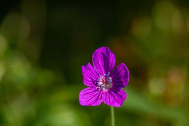 Çayırda yetişen sardunya çiçeği