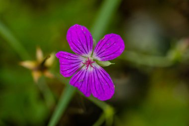 Çayırda büyüyen sardunya çiçeği, makro