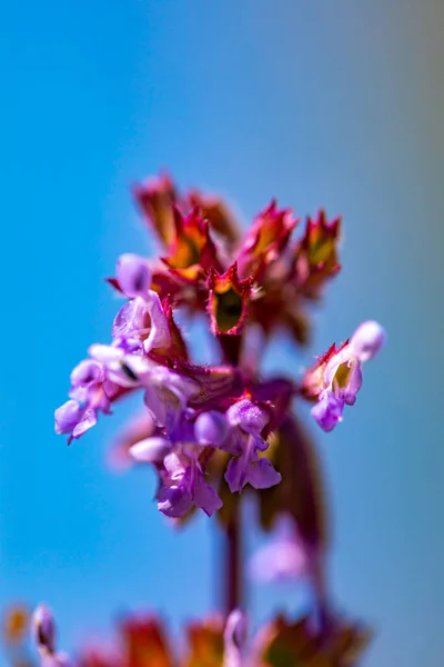 Цветок Salvia Verticillata Растущий Говядине Крупным Планом — стоковое фото